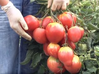 Tomātu cukurs Nastasja: atsauksmes, fotogrāfijas, raža