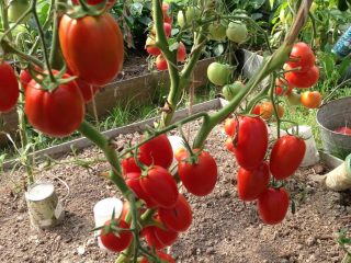 Delikatesse for tomatbeising: anmeldelser + bilder