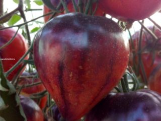 Tomato Sergeant Pepper: anmeldelser, bilder, utbytte
