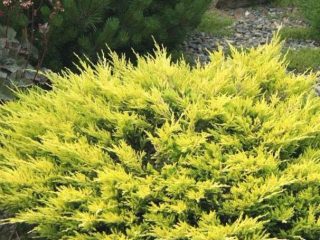 Kadagio horizontalusis „Laim Glow“