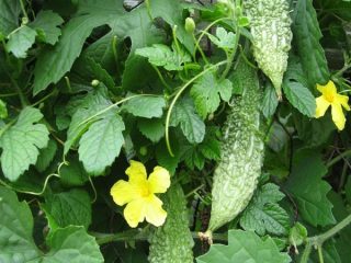 Momordica charantia: คุณสมบัติทางยาและข้อห้าม