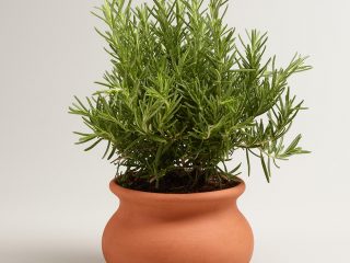 Rosmarin: planting og stell hjemme