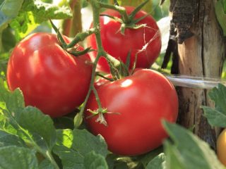 Tomato Volgograd Pematangan awal 323: ulasan, foto, hasil