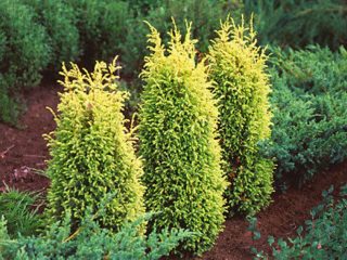 Juniper Gold Cohn