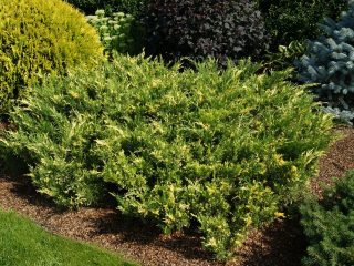 Kadagio kazokas Variegata