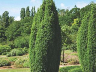 Juniper ordinaria Khybernika