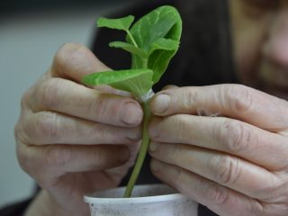 Melonin varttaminen