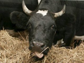 Lembu Bluetongue