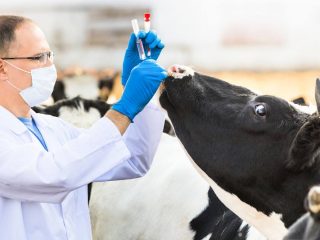 Dzīvnieku trakumsērgas veterinārie noteikumi