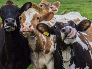Liellopu bioloģiskās un ekonomiskās īpatnības