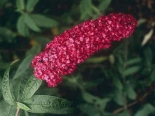 Buddleya David Royal Red