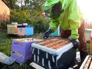 Bi-holding med flere skrog: fordeler og ulemper