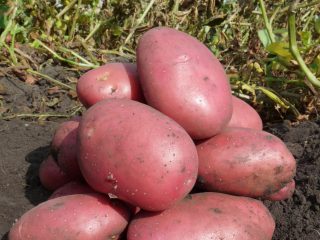 Baltic Rose kartupeļu apraksts