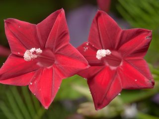 Morning Glory Kvamoklit (Ipomoea Quаmoclit): istutus ja hoito, valokuva