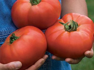 Darah Beruang Tomato: ciri dan keterangan mengenai pelbagai