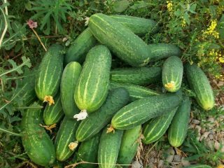 Cucumbers Aquarius: ulasan, foto, ciri