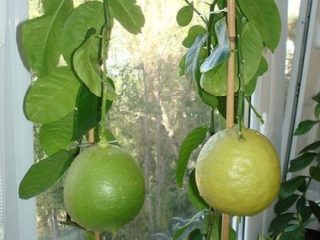 Lemon Panderosa: priežiūra namuose