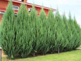 Rocky Juniper Skyrocket