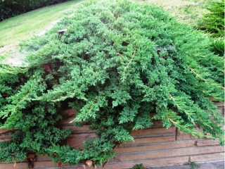 Juniper liggande Nana