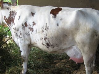 Udder phlegmon