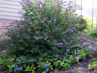 Buddleya Nano Blue