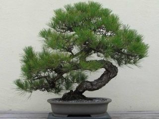 Augantys pušies bonsai