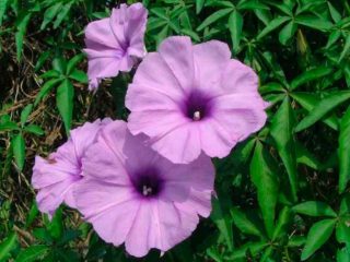 Morning glory Batat: foto, sorter