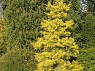 Abete Concolor