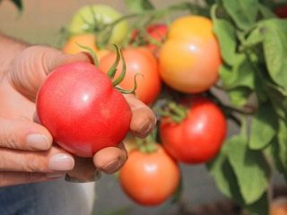 Tomato Duchess of taste: foto, keterangan, ulasan