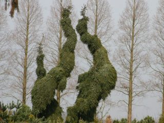 Pendula Bruns Abete, Cuoco