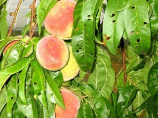 Persiku slimības un to ārstēšana