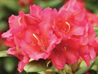 Rhododendron Jagiello: kuvaus, arvostelut, valokuvat