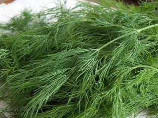 Dill Kibray: ulasan, foto, hasil
