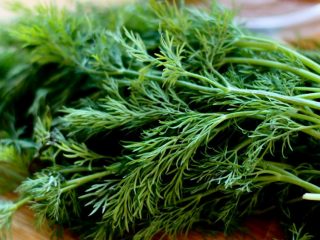Dill Russian gigant: anmeldelser, bilder