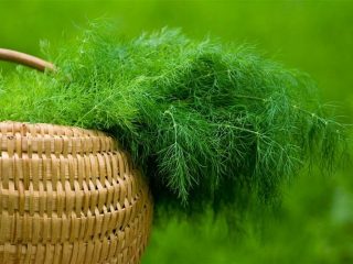 Dill Abundant: ulasan, foto, hasil