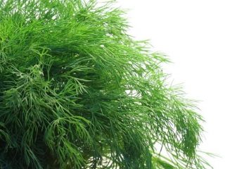 Dill Monk's Beard: anmeldelser + bilder
