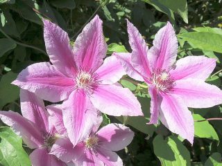 Clematis Carnaby: kuva ja kuvaus, rajausryhmä, hoito