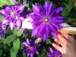 Clematis Daniel Deronda: kuva, kuvaus, leikkausryhmä