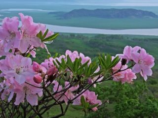 Šlipenbaha rododendrs: foto, aug no sēklām, derīgās īpašības