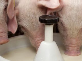 Pengganti susu untuk babi dan babi: arahan, perkadaran