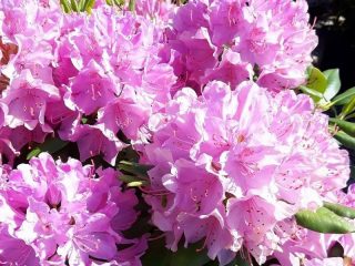 Rhododendron Roseum Elegance: keterangan, ketahanan musim sejuk, penanaman, foto