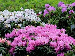 Mūžzaļo rododendru šķirnes, audzēšana un kopšana