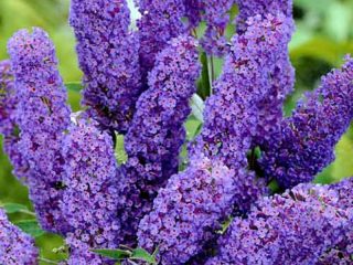Buddleja Davidii