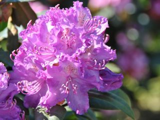 Rododendrai Sibire: priežiūra sodinti, veislės, nuotraukos
