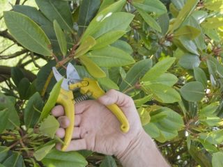 Rododendru atzarošana pēc ziedēšanas