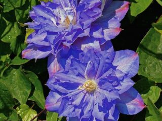 Clematis Blue Explosion: arvostelut, kuvaus, valokuvia