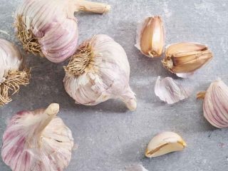 Garlic Sail: lajikkeen ominaisuudet ja kuvaus