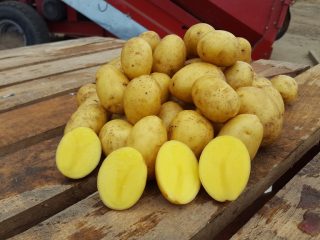 Vendijas kartupeļu šķirne: pārskati un raksturojums