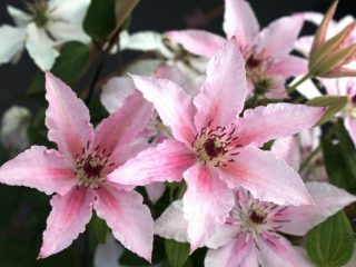 Clematis Pink Fantasy: Rajausryhmä ja kuvaus