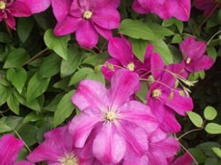 Clematis Sunset: penerangan, kumpulan trim, ulasan